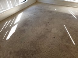 carpet cleaning process 5